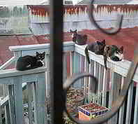 Colonia de gatos callejeros