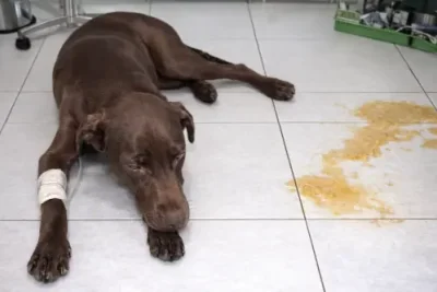 Perro con diarrea por parvovirus