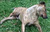 Perro en pleno ataque epileptico