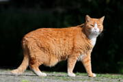 Bulto de grasa en las mamas de una gata obesa.