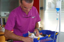 Sesion de quimioterapia en una gata recién operada de un tumor mamario.