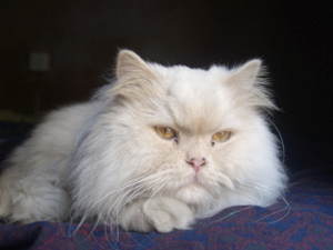Gato persa y enfermedad poliquística renal