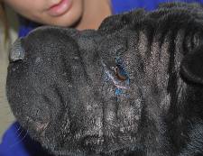 Estado del ojo 7 días despues de la cirugia.
