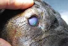 Ulcera corneal en un shar pei con entropion