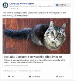 Los gatos que han vivido más tiempo según el libro Guinness de los records.