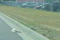 gato atropellado en la carretera