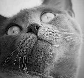 Cuantos años vive un gato depende de varios factores aquí te lo explicamos.