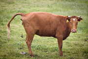 Heces de vaca