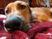 Perro aburrido come heces