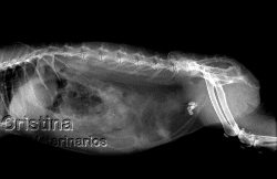 Radiografía de conejo con piedras en la vejiga.