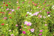 flores silvestres