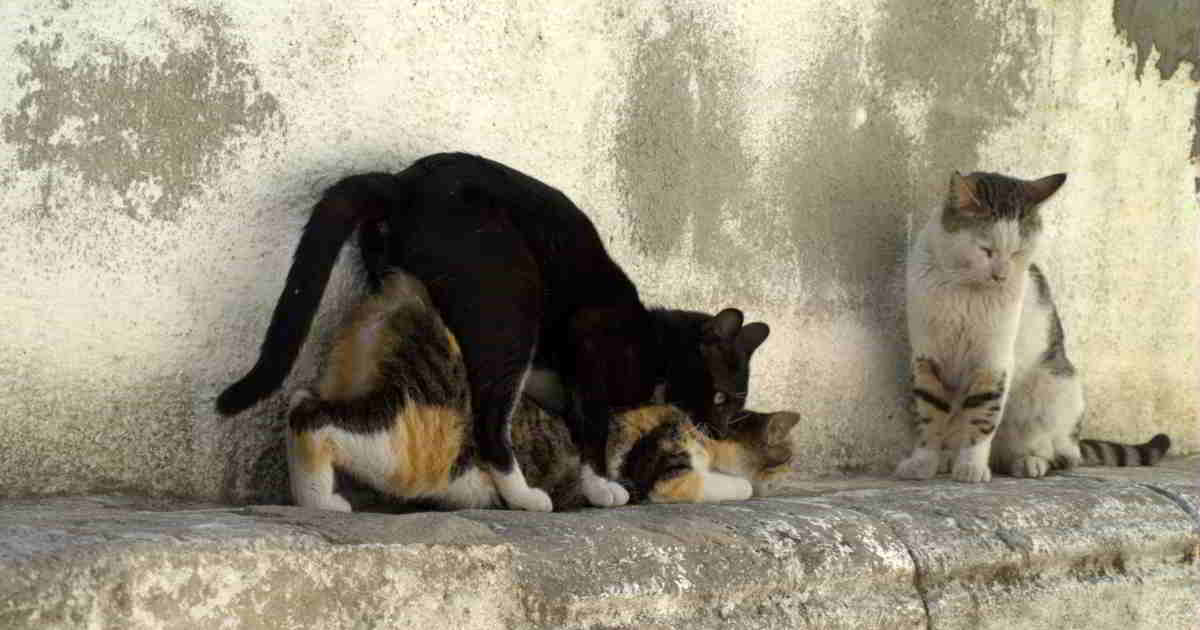 Cuanto dura celo de una gata.? - veterinaria Cristina