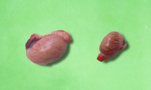 Testículos de un perro criptórquido después de la castración.