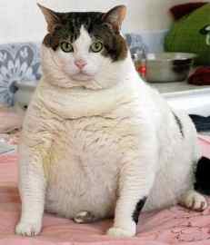 Gato muy obeso sentado