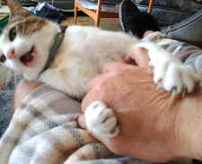 Gata agresiva que se excita jugando