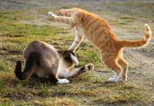 Gatos juegan a pelearse