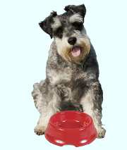 Si el perro vomita hay que retirarle el agua y la comida.