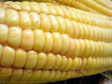 El maíz es un ingrediente importante en el pienso para perros