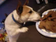 Perro robando comida