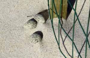 Actos de vandalismo en un nido de chorlitejo