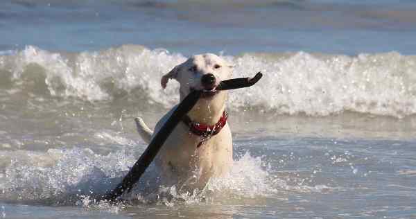 El problema de las playas para perros en Ferrol
