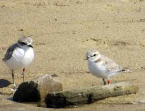 Pillara das dunas o chorlitejo patinegro