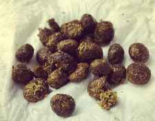 cecotrofos