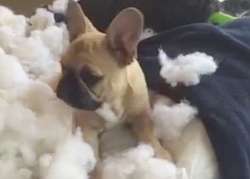Perro destruye cojín cuando se queda solo