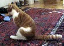 Gato arrastra culo por alfombra