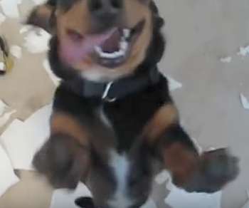 Perro salta cuando se va el dueño