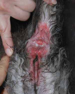 Gato con dermatitis en perianal