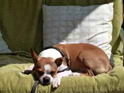 Perro descansando en un sofa