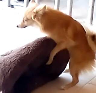 Perro montando un cojín