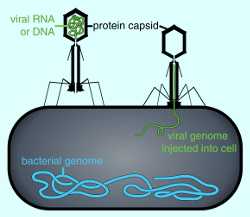 Virus replicandose en una celula