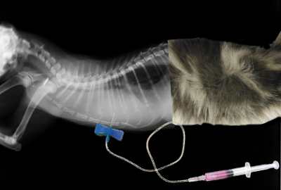 Toracocentesis en un gato