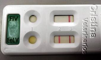 Elisa Test FELV positivo