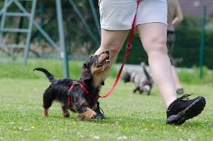 entrenamiento basico del perro