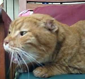 Gato con tos amatica