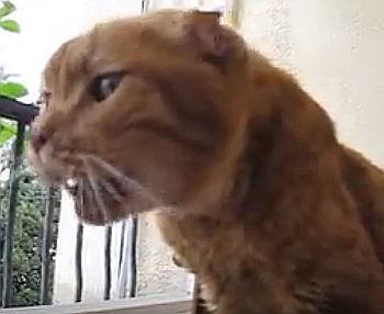 Gato con disnea respiratoria