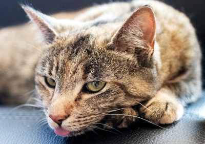 Un gato respira mal