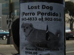 Perros perdidos acaban en refugios