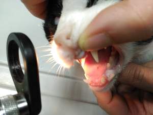 exploracion gato sedado