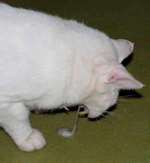 gato con vómitos periódicos