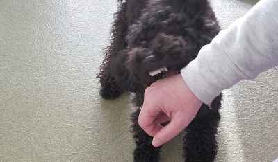 Inhibicion de mordida