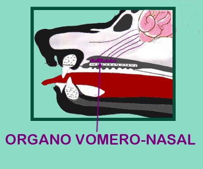organo vomero nasal