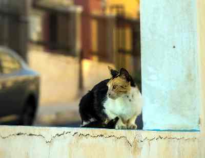 gato macho