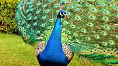 pavo real