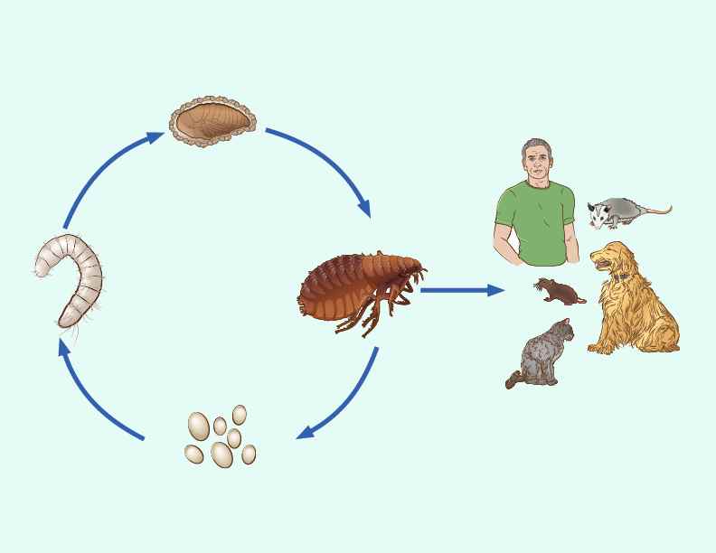 ciclo biológico de las pulgas