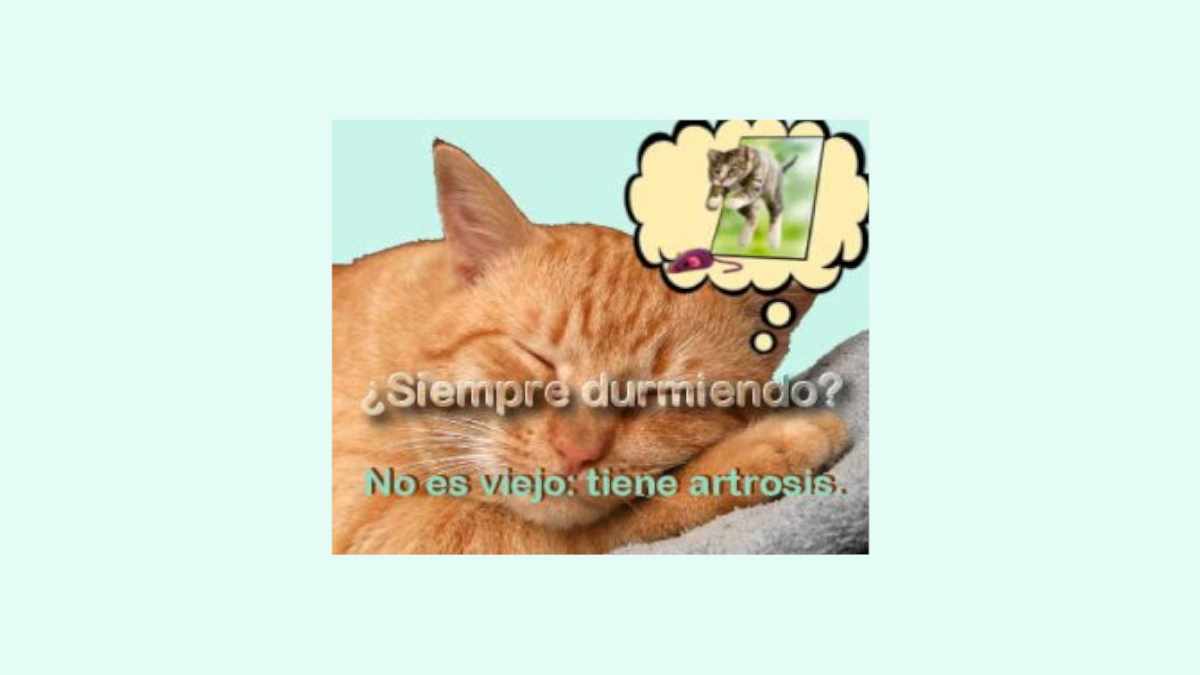 Gato todo el dia durmiendo porque tiene artrosis felina