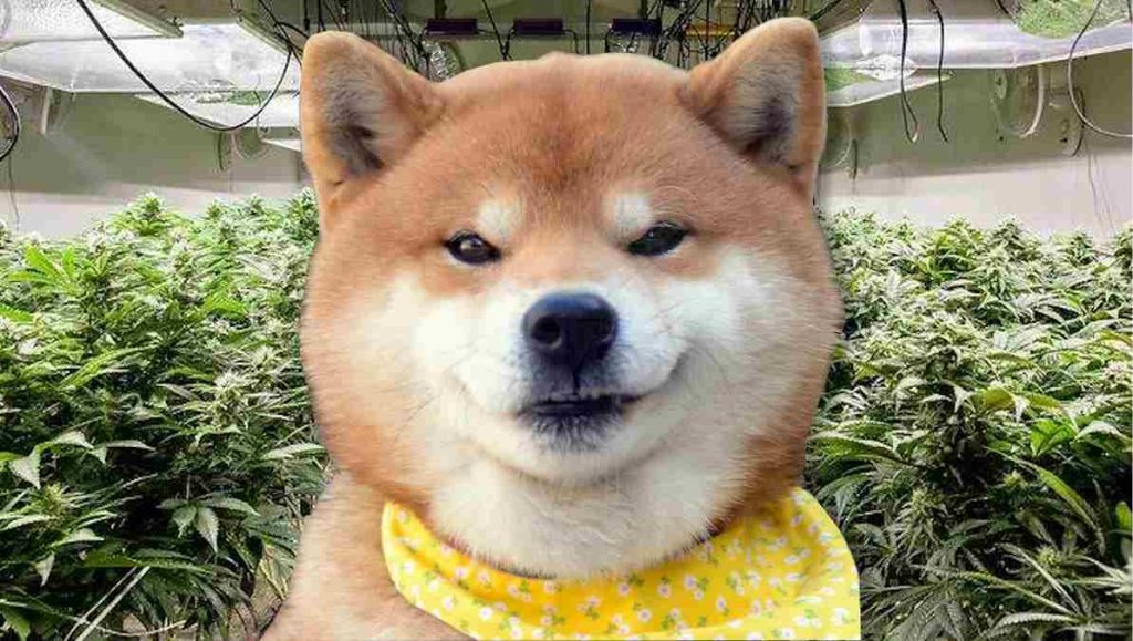 Perro en una plantación de marihuana